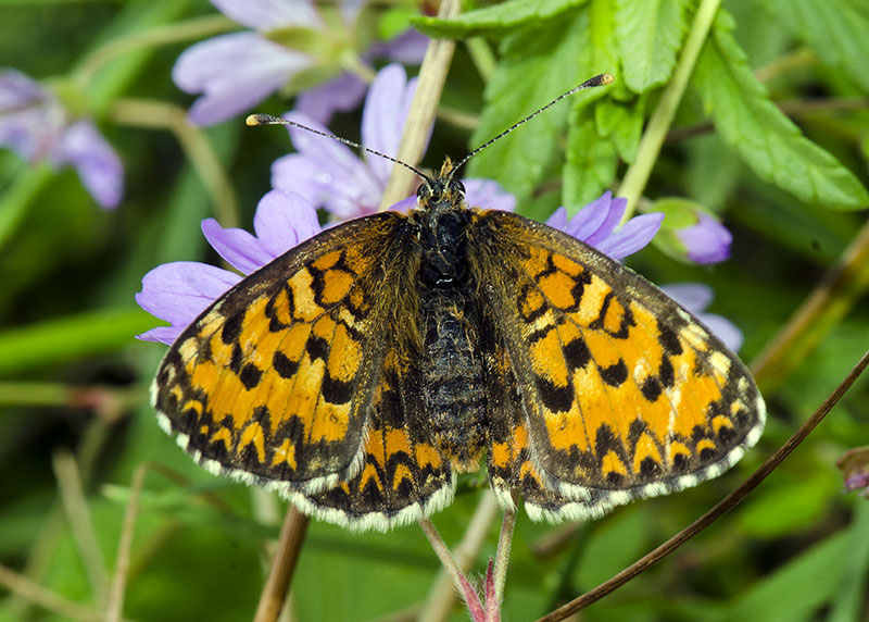 Melitaea trivia - Nymphalidae